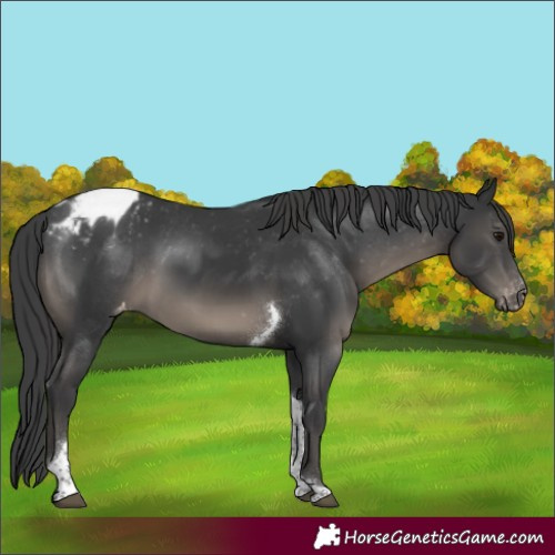Horse Color:Black Tobiano Appaloosa 