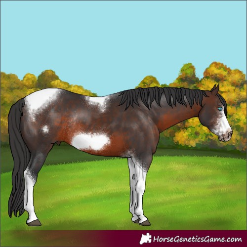 Horse Color:Brown Sabino Tobiano Frame Rabicano 