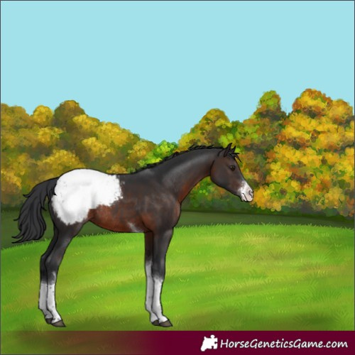 Horse Color:Brown Sabino Tobiano Appaloosa Rabicano 