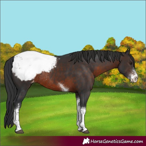 Horse Color:Brown Sabino Tobiano Appaloosa Rabicano