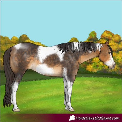 Horse Color:Buckskin Sabino Tobiano Frame Rabicano 