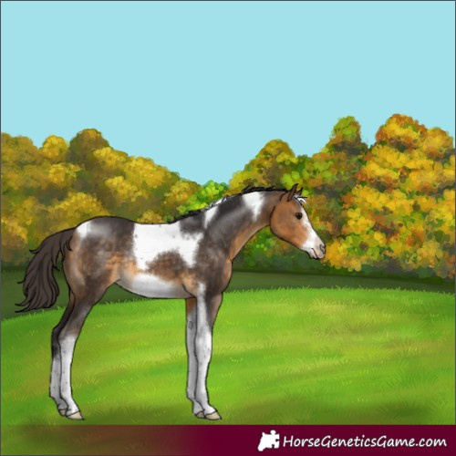 Horse Color:Buckskin Sabino Tobiano Frame Rabicano 