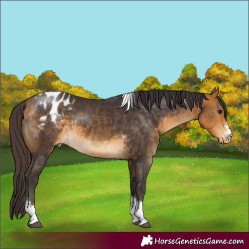 Horse Color:Buckskin Sabino Tobiano Appaloosa Rabicano 