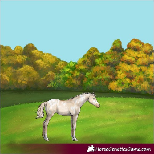 Horse Color:White Spotted Chocolate Palomino Pearl Dun Appaloosa 