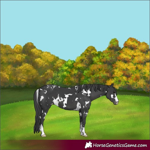 Horse Color:White Spotted Black Appaloosa 