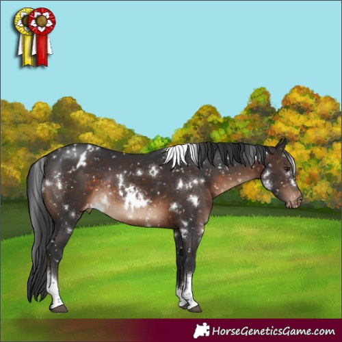 Horse Color:White Spotted Brown Tobiano Appaloosa Rabicano 