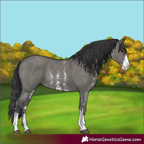 Horse Color:Grullo Sabino Rabicano 
