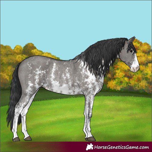 Horse Color:Grullo Sabino Rabicano