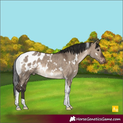Horse Color:White Spotted Brown Dun Tobiano Appaloosa