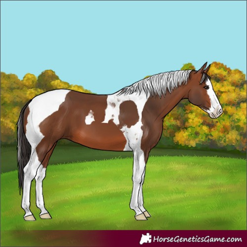 Horse Color:Unknown 