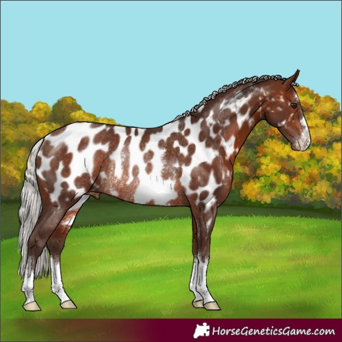 Horse Color:Silver Brown Appaloosa Rabicano 