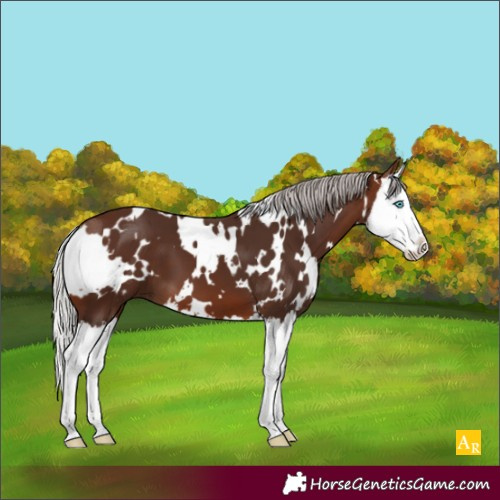 Horse Color:White Spotted Silver Brown Splash 
