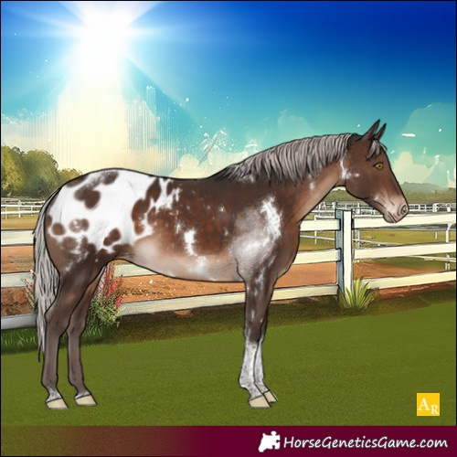 Horse Color:White Spotted Silver Brown Tobiano Appaloosa 