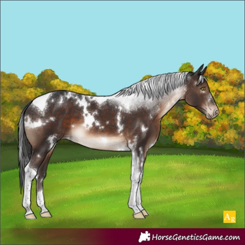 Horse Color:White Spotted Brown Tobiano Appaloosa 