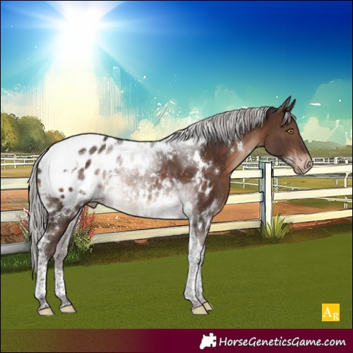 Horse Color:White Spotted Silver Brown Tobiano Appaloosa