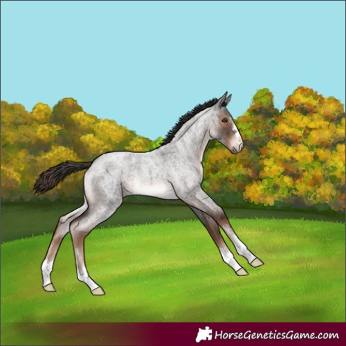 Horse Color:Liver Red Roan 