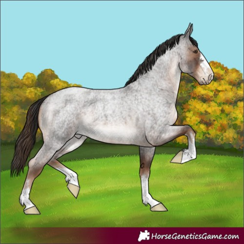 Horse Color:Liver Red Roan 