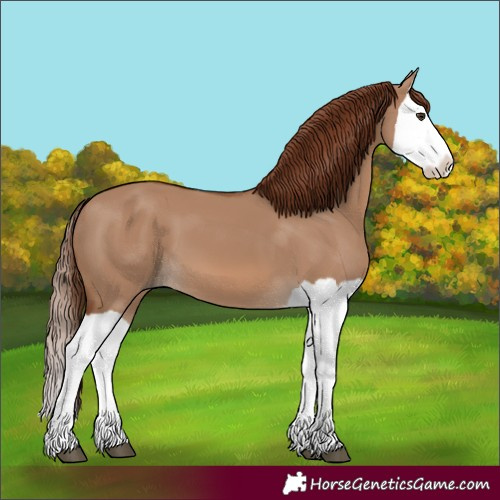 Horse Color:Red Dun Splash 