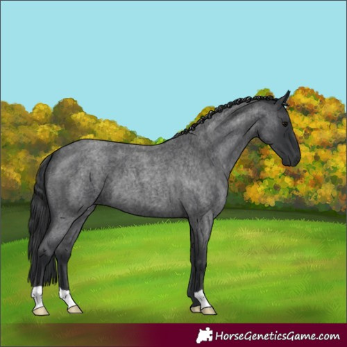 Horse Color:Blue Roan 