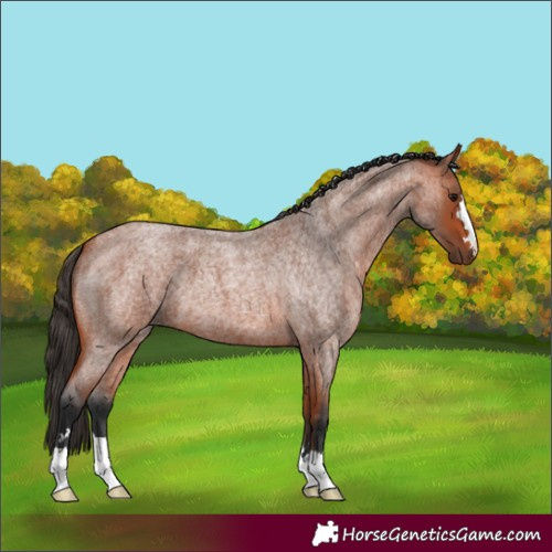 Horse Color:Bay Roan