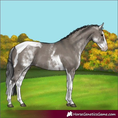 Horse Color:White Spotted Grullo Splash Tobiano