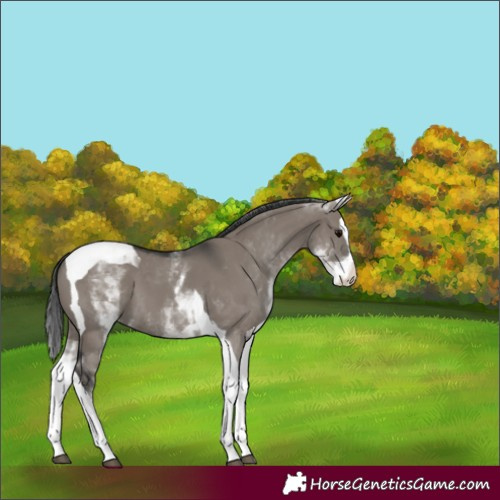 Horse Color:White Spotted Grullo Splash Tobiano 