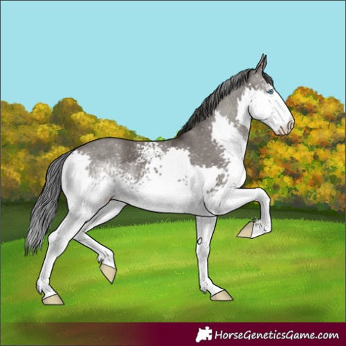 Horse Color:White Spotted Grullo Splash 