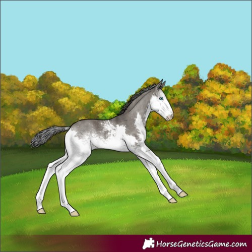 Horse Color:White Spotted Grullo Splash 
