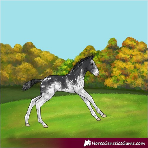 Horse Color:White Spotted Black 