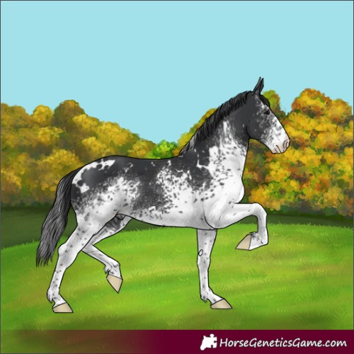 Horse Color:White Spotted Black 