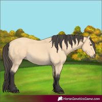 Horse Color:Buckskin
