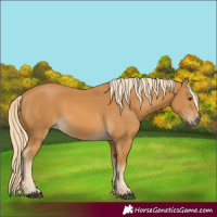 Horse Color:Palomino