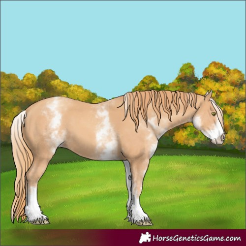 Horse Color:White Spotted Gold Champagne 