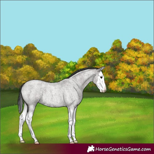 Horse Color:Grullo Roan Splash 