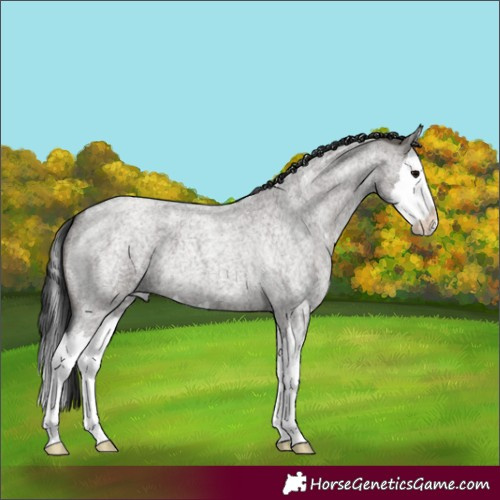 Horse Color:Grullo Roan Splash