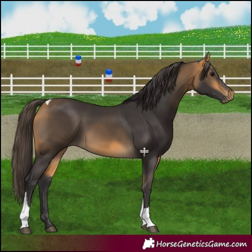 Horse Color:Buckskin Tobiano 