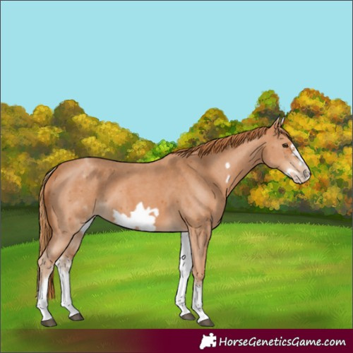 Horse Color:White Spotted Chestnut Sabino Frame 