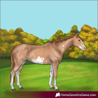 Horse Color:White Spotted Chestnut Sabino Frame