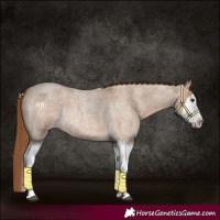 Horse Color:Red Dun Roan Splash Frame Rabicano