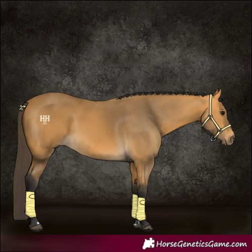 Horse Color:Buckskin 