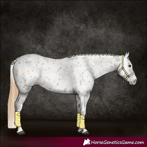 Horse Color:Chestnut Appaloosa