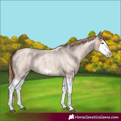 Horse Color:Red Dun Roan Splash Frame Rabicano