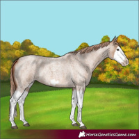 Horse Color:Red Dun Roan Splash Frame Rabicano 