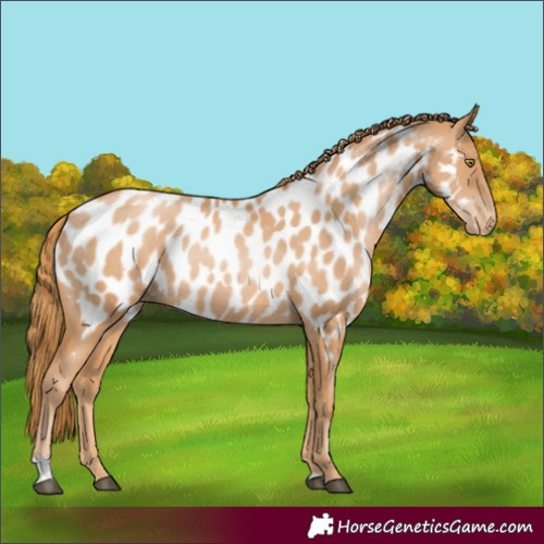 Horse Color:Chestnut Pearl Appaloosa Rabicano 