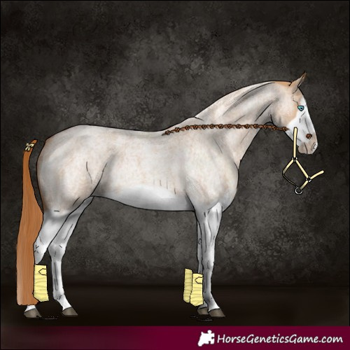 Horse Color:Red Dun Roan Splash Frame Rabicano