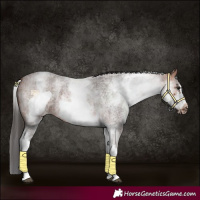Horse Color:White Spotted Bay Roan Frame