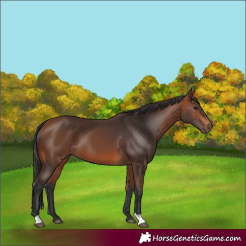 Horse Color:Bay 