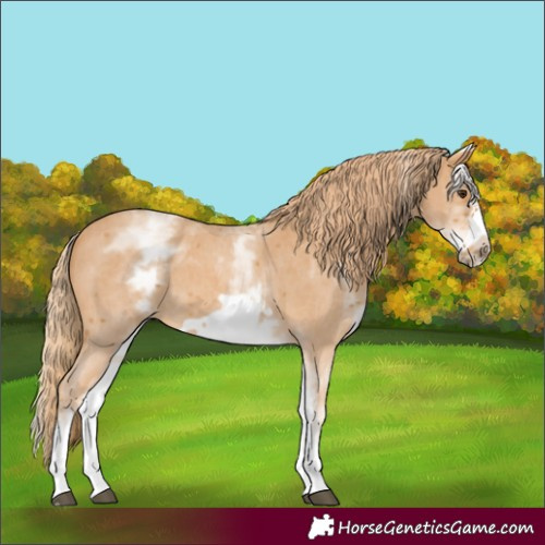 Horse Color:White Spotted Chestnut Sabino Frame 