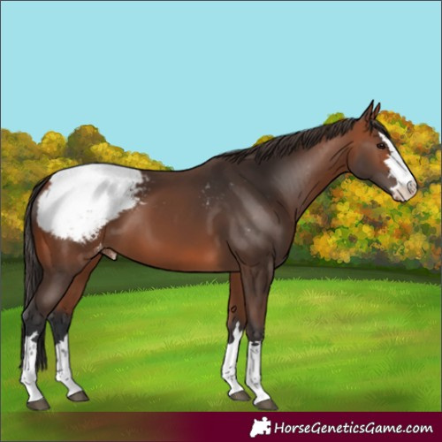 Horse Color:Bay Appaloosa 