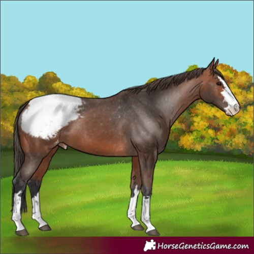 Horse Color:Bay Appaloosa